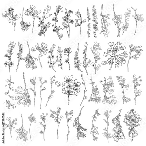 Sakura flowers blossom set, hand drawn black white ink style. Cherry blossom twigs isolated illustration. Drawing of real tree floral bloom sticks for national Japanese spring flowers blooming. Vector