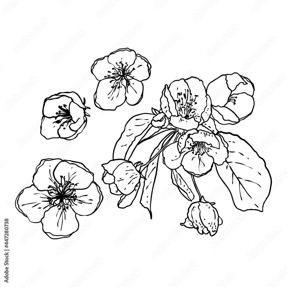 Hand drawn isolated Sakura branch twig. Spring Cherry blossom flowers ...