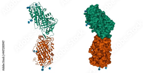 Structure of human antithrombin III in the dimeric form, 3D cartoon and Gaussian surface models, chain id color scheme, based on PDB 2b4x, white background photo