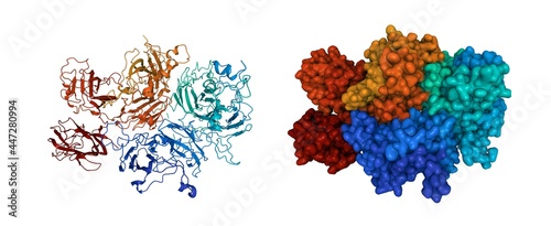 Canvastavla Structure of human factor V, 3D cartoon and Gaussian surface models, sequence id