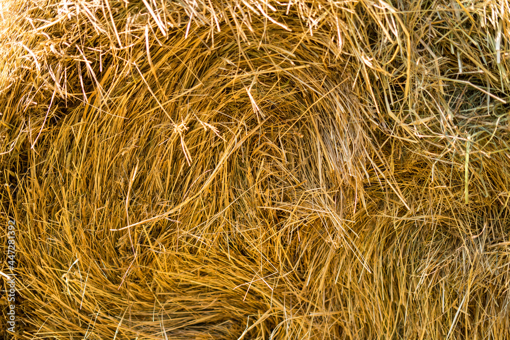 Gold natural straw texture in suuny day Gold natural straw texture in suuny day