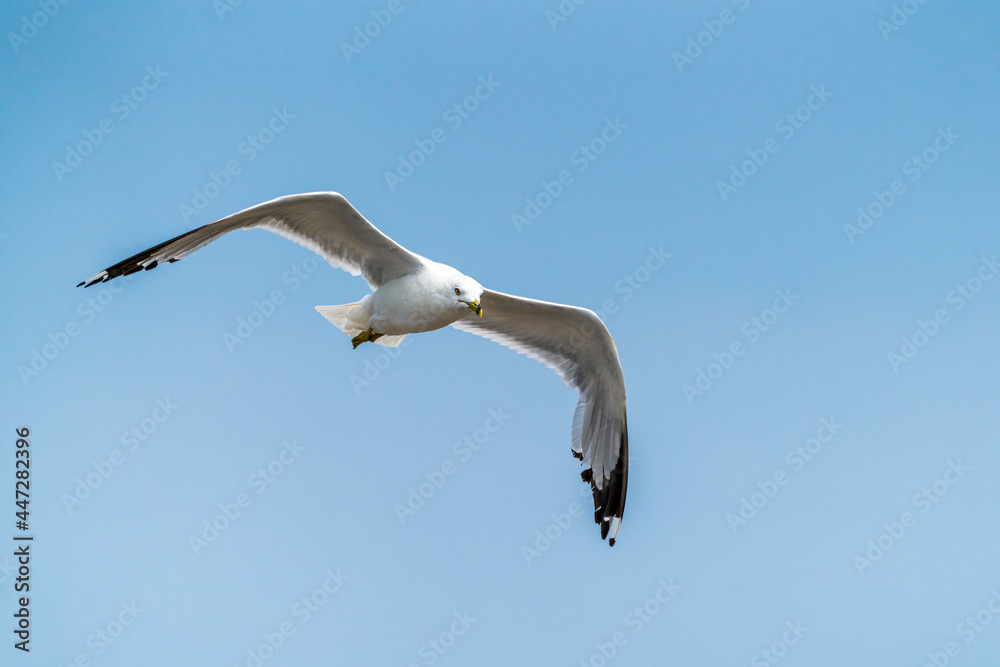 seagulls in flight seagulls in flight