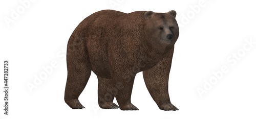 3d brown bear on a white background