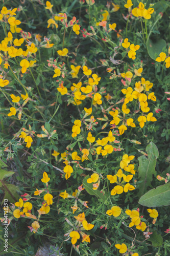 yellow flowers on a grass background texture