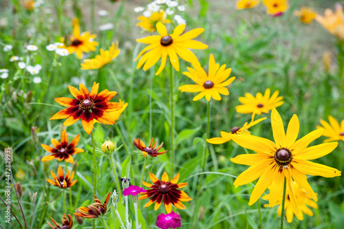 Rudbeckia flowers. Big beautiful flower of Rudbeckia in the flowerbed. Black-eyed Susan in the garden. Garden summer flowers. Selective soft focus.