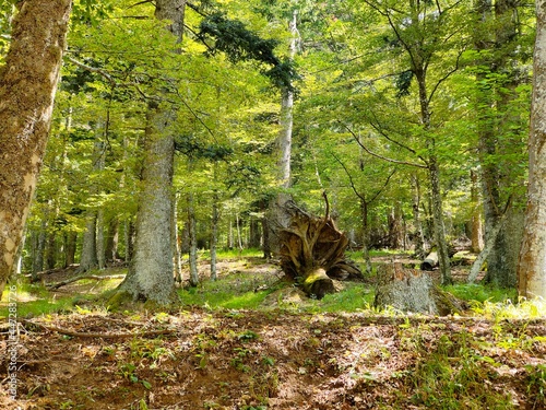 Foreste del Casentino, Toscana, Valle dove nasce il fiume Arno photo