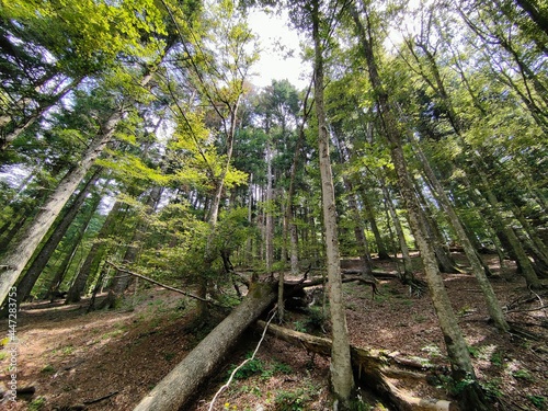 Foreste del Casentino, Toscana, Valle dove nasce il fiume Arno