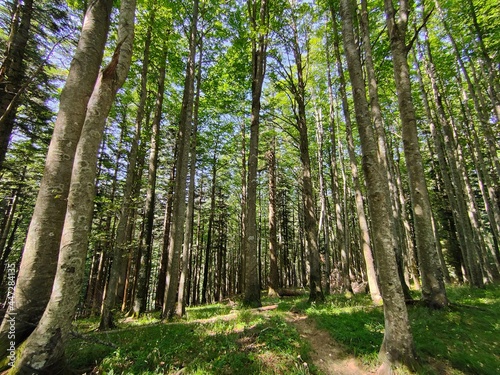 Foreste del Casentino, Toscana, Valle dove nasce il fiume Arno