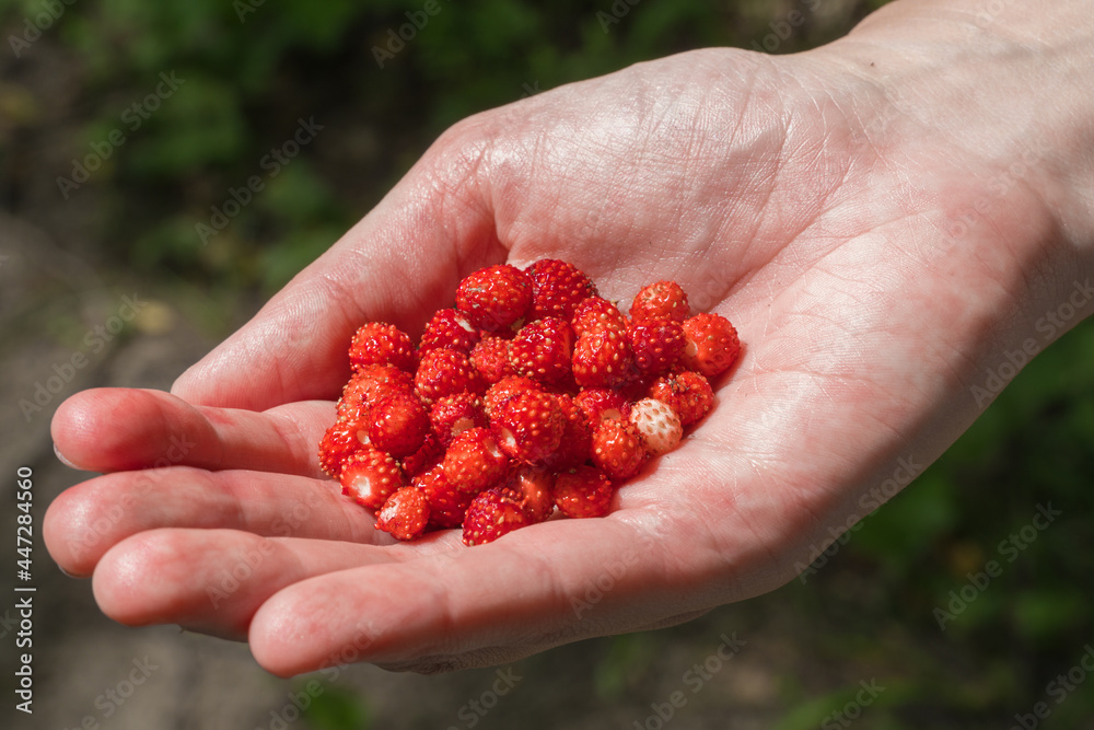 A handful of wild ripe red forest strawberries are collected in the palm of the hand, Siberian photo A handful of wild ripe red forest strawberries are collected in the palm of the hand, Siberian photo