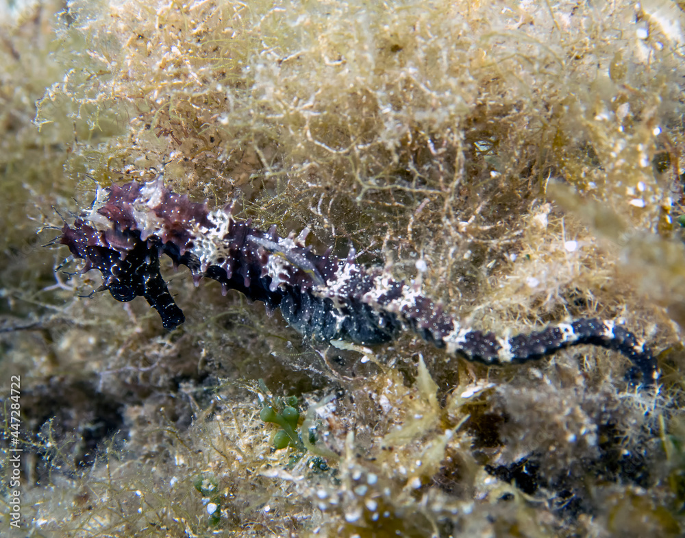 A Spiny Seahorse (Hippocampus guttulatus) in the Mediterranean Sea A Spiny Seahorse (Hippocampus guttulatus) in the Mediterranean Sea