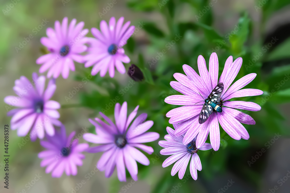 Obraz premium Chamomile flowers. Butterfly on a purple garden camomile. Selective soft focus, blurred background with bokeh. Garden flowers in summer.
