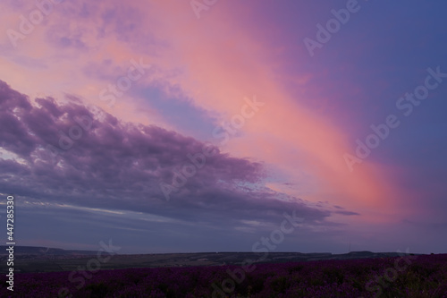 Purple clouds lavender field at sunset. Amazing colorful summer landscape. Atmospheric clouds are colored purple-pink. Dark contrasting clouds, evening dramatic light with a low horizon line.