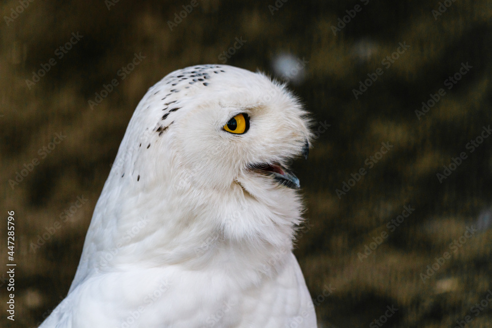 Obraz premium beautiful white owl with yellow eyes and beak