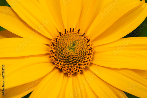 Kwiat słonecznika makro