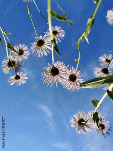 Bottom view of the flowers of lilac erigeron (Latin Erigeron) with sharp thin petals against the background of a blue sky with feathery clouds.