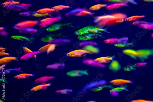 danio rerio fish and neon corals