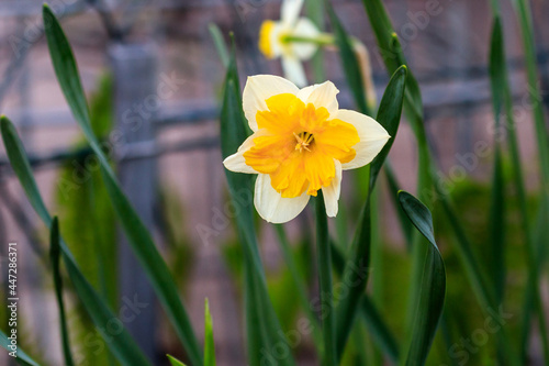 beautiful summer Canasta daffodils