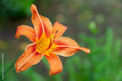 Lily flowers. Wet beautiful orange flowers Lilies with raindrops on a blurred background with bokeh effect. Daylily in the garden. Garden flowers. Selective soft focus.