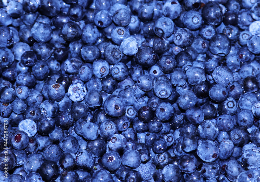 Fresh blueberry background. Texture blueberry Fresh blueberry background. Texture blueberry