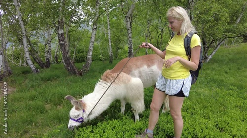 Backpacker woman taking a llama alpaca for a ride on top of Comino mount in Switzerland. Centovalli location in Ticino canton. Top of cable car station: Verdasio-Monte Comino. photo