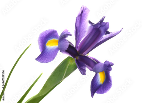 Fototapeta Naklejka Na Ścianę i Meble -  Beautiful iris isolated on white. Spring flower