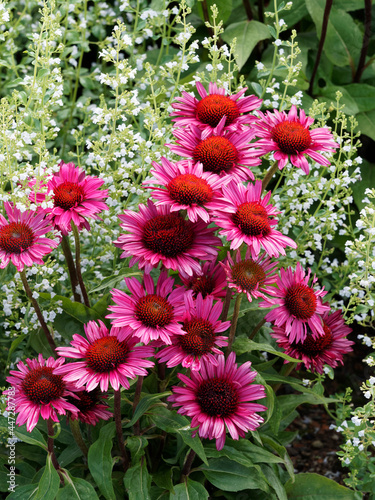 Echinacea purpurea 'Summer Cloud' | Rudbeckies ou rudbeckias pourpres à fleurons rose-pourpre, disque brun pourpré, sur tige érigée teintée de rouge au feuillage ovale, acuminé, lancéolé et denté photo