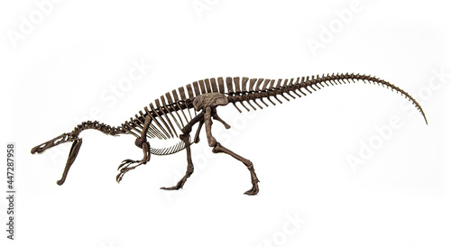 Fossil skeleton of Dinosaur Suchomimus isolated on white background. © Panupong
