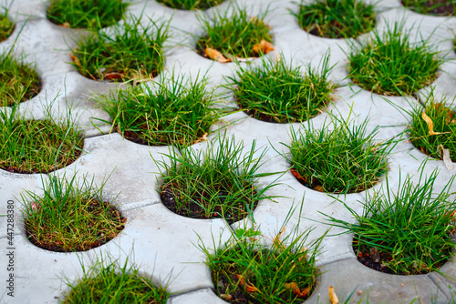 Green grass between concrete paving slabs. Grass sprouted from round holes of paving bricks. Green landscaping, top view. Green grass between sidewalk round tiles, greenery lawn grill.
