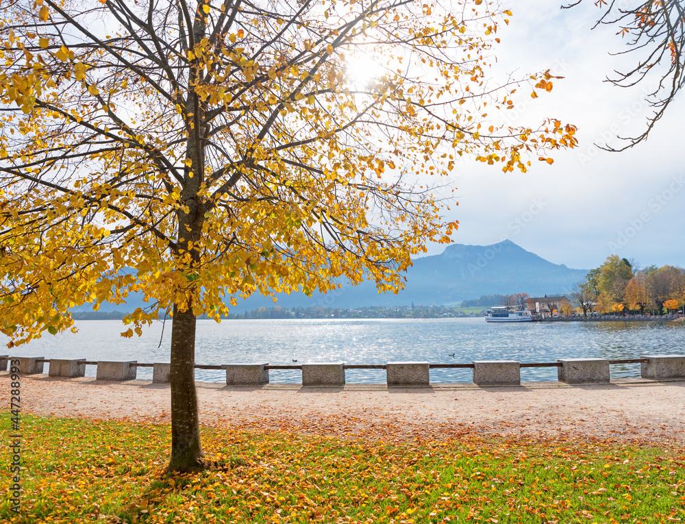 idyllic promenade with golden lime tree at lakeside Mondsee view to shipping pier