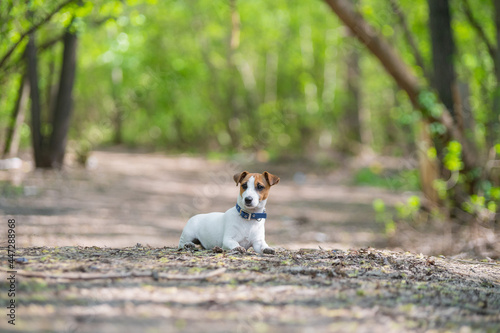 Lost dog jack russell terrier in the forest