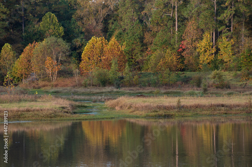 Golden fall colors reflecting in a pond.