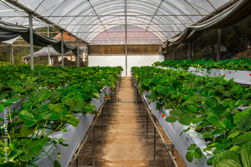 Plantação de morango na cidade de Atibaia, São Paulo