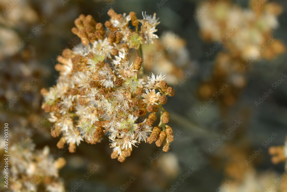 Fototapeta premium Italian everlasting seeds