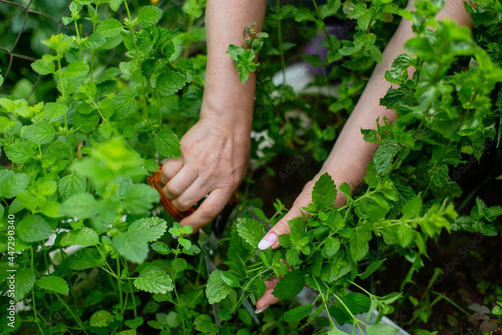 Harvesting mint. Woman farmer hands with scissors picking mint leaves in garden. Healthy herbs concept. Harvesting mint. Woman farmer hands with scissors picking mint leaves in garden. Healthy herbs concept.