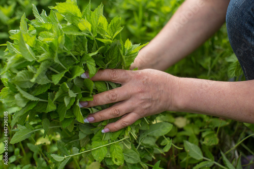 Harvesting mint. Woman farmer hands picking mint leaves in garden. Healthy herbs concept.