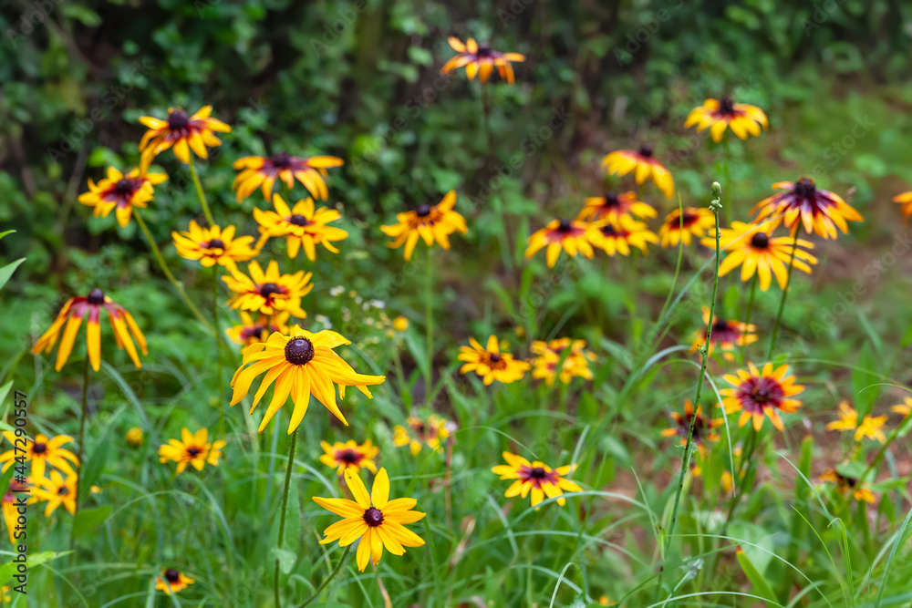 Rudbeckia flowers. Many wet large yellow flowers rudbeckia krasnykrasivye on a bed after a rain. Black-eyed Susan in the garden. Garden summer flowers. Floral background.