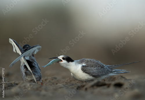 A juvenile White-cheeked Tern trying to guld a fish at Asker marsh, Bahrain photo