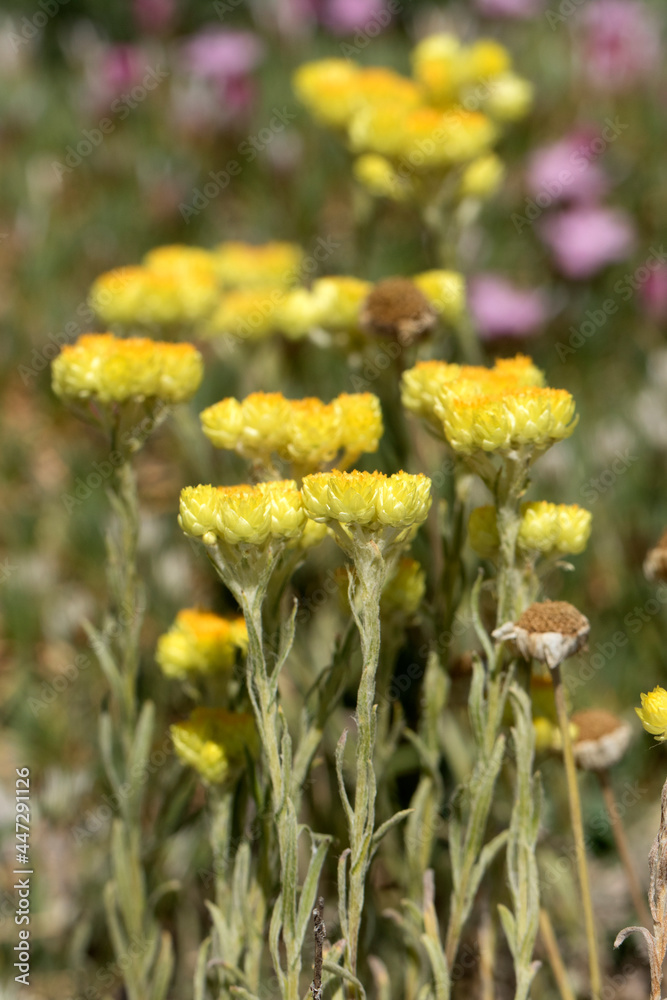 Obraz premium Sandy Everlasting