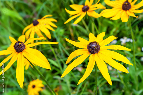Rudbeckia flowers. Beautiful yellow flowers of Rudbeckia in the flowerbed. Black-eyed Susan in the garden. Garden summer flowers. Selective soft focus.