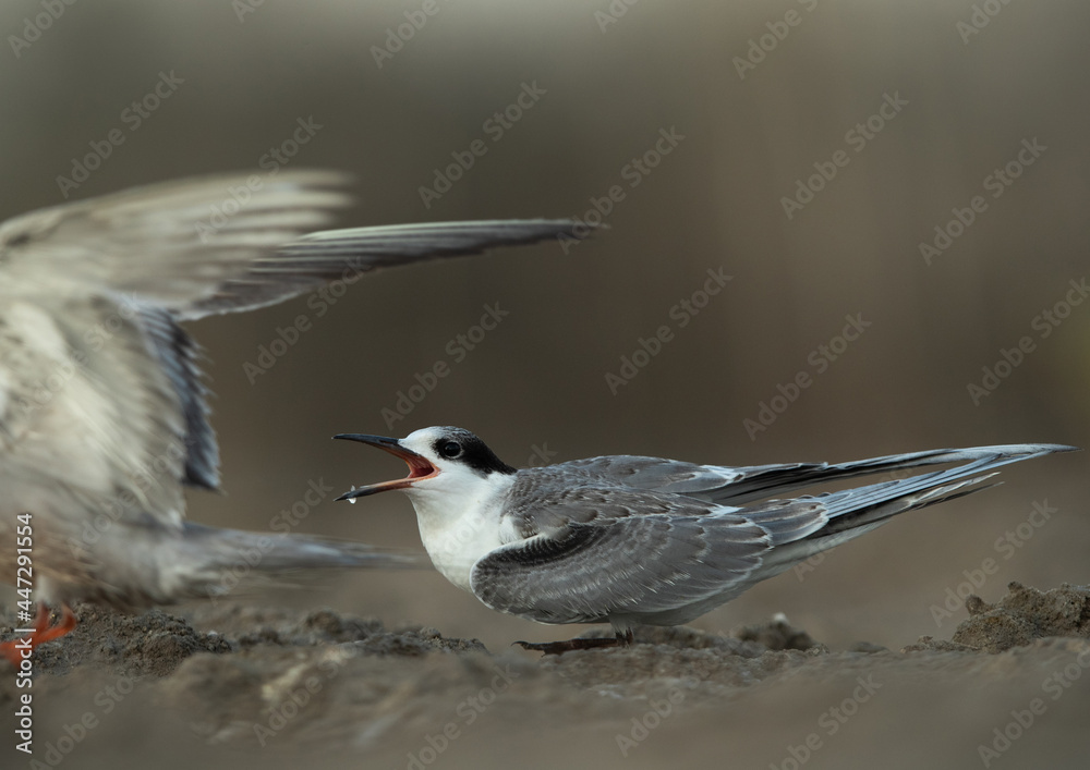 Obraz premium A hungry Juvenile Little Tern calling at Asker marsh, Bahrain