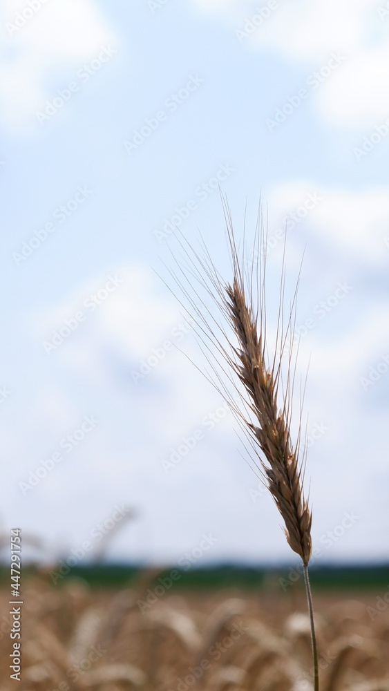 Fototapeta premium Single ear of cereal on a wheat field against a clear sky