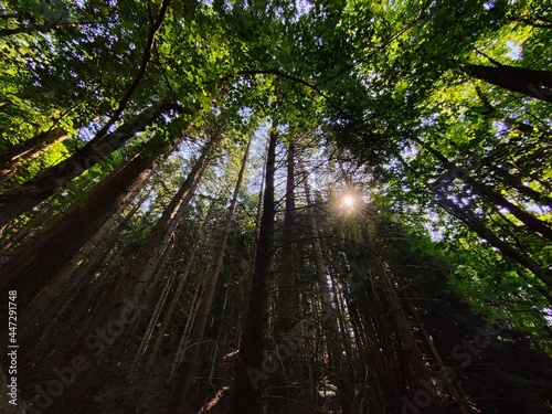 sun rays through the forest