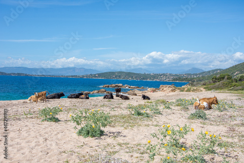 discovery of the island of beauty in southern Corsica, France