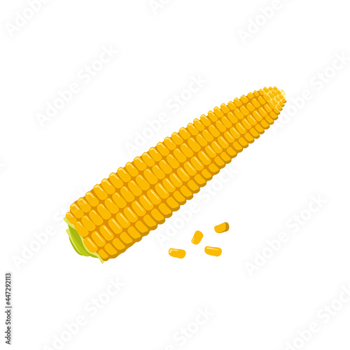 Corn cobs with grains. Summer and autumn harvest, delicious food. Vitamin source