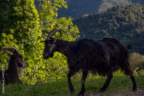 discovery of the island of beauty in southern Corsica  France