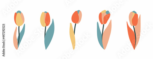 Fototapeta Naklejka Na Ścianę i Meble -  Set of multicolored flowers tulips with leaves. Hand drawn vector illustration. Isolated elements. Dutch plants