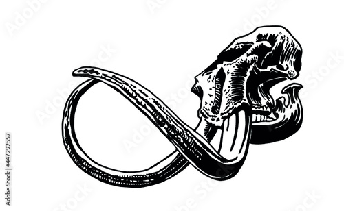 Graphical hand-drawn skull of mammoth isolated on white background, vector paleontological element