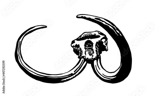 Graphical hand-drawn skull of mammoth isolated on white background, vector paleontological element