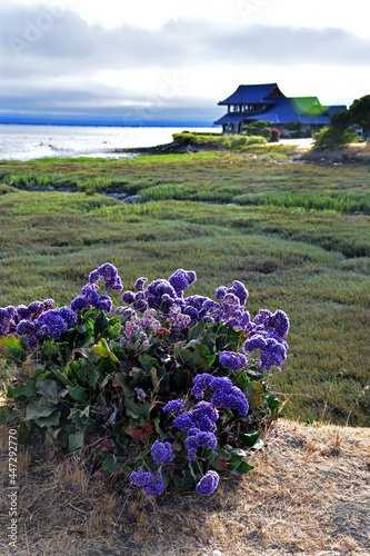 Wild flowers dot the waters edge in the Burlingame Shore Bird Sanctuary in San Francisco Bay California.