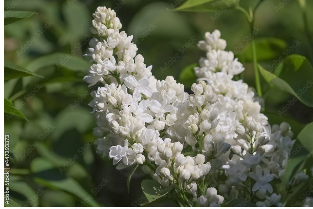 White lilacs bloomed in the garden. White lilacs bloomed in the garden.
